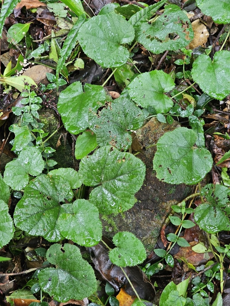 Rubus buergeri photo 8