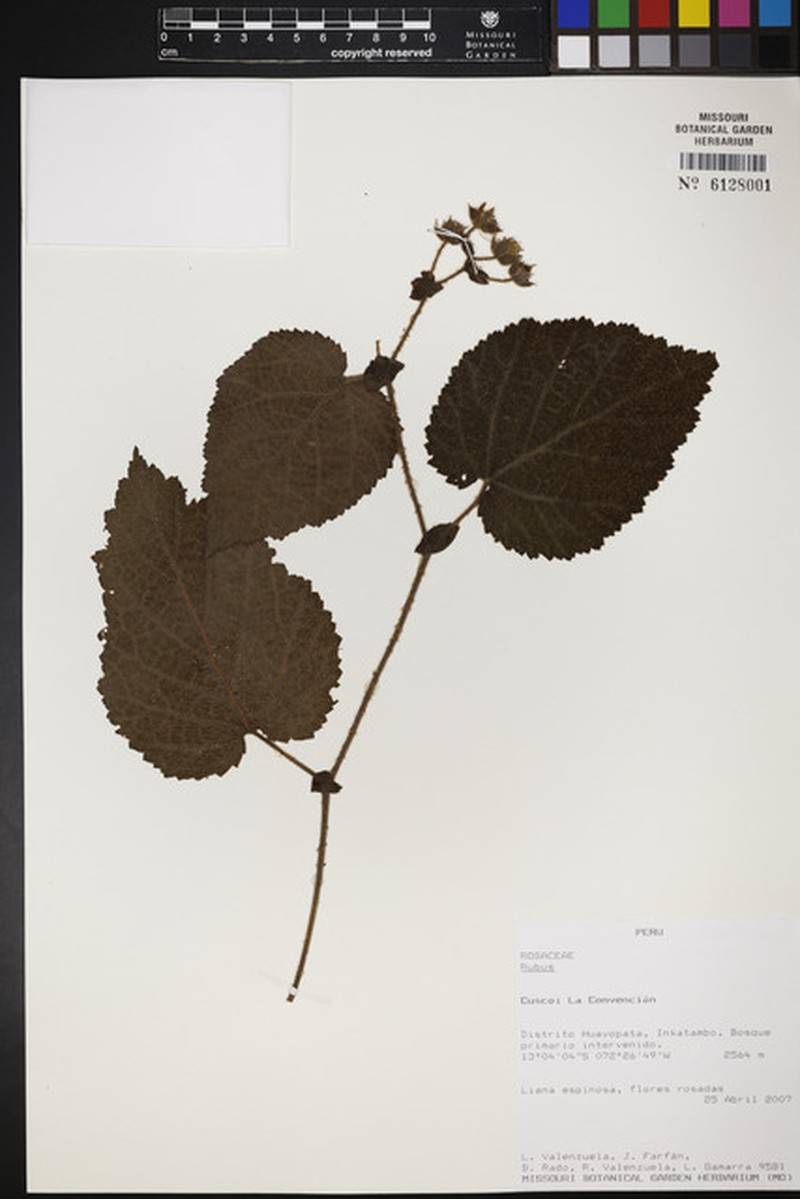 Rubus bullatus
