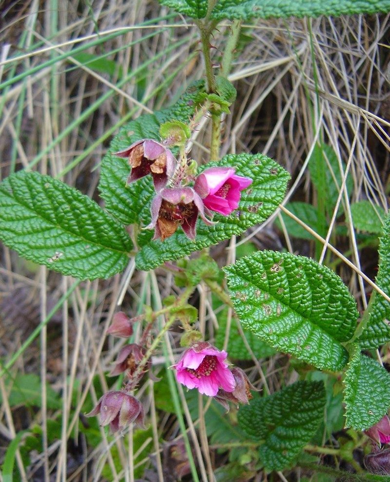 Rubus bullatus photo 2