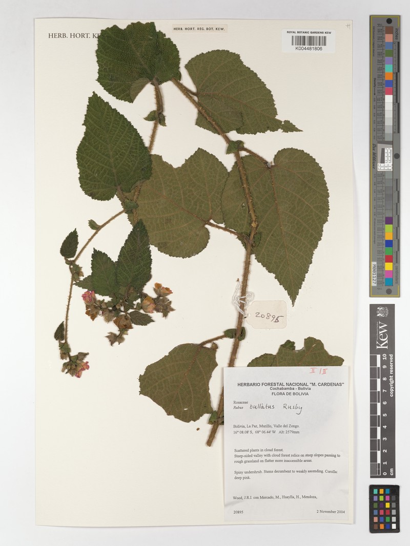 Rubus bullatus photo 3