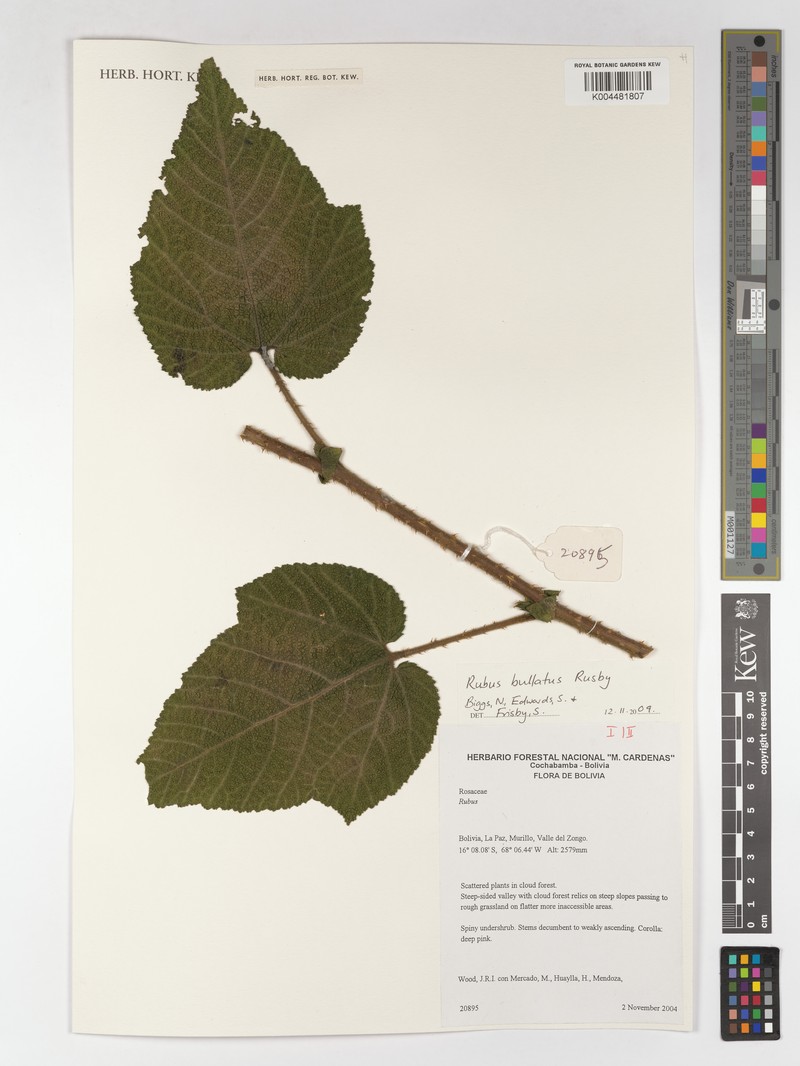 Rubus bullatus photo 4