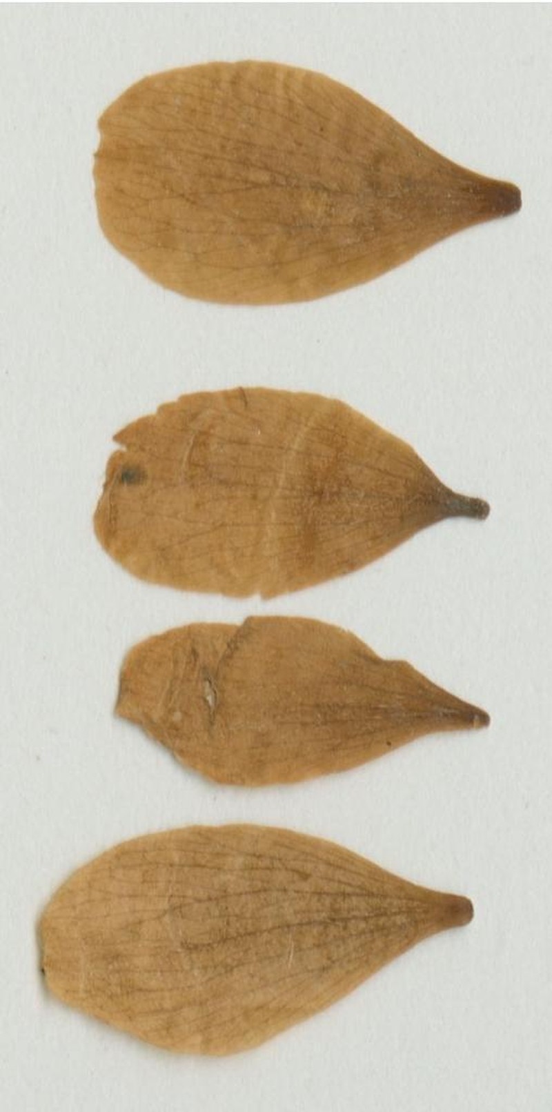 Rubus caeresiensis