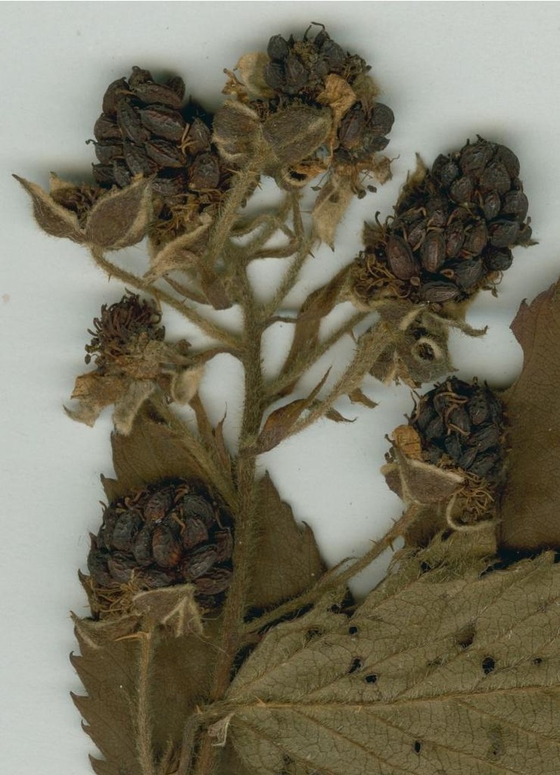 Rubus caeresiensis photo 2