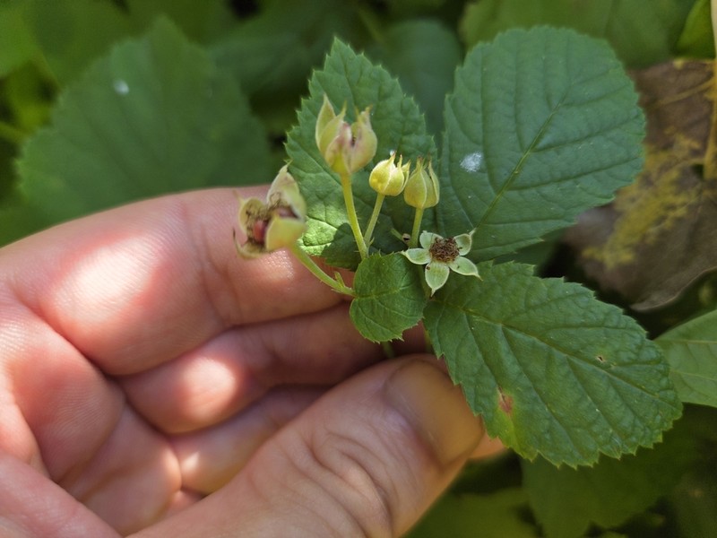 European Dewberry photo 6