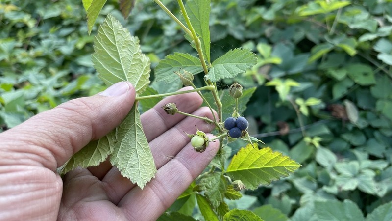 European Dewberry photo 7