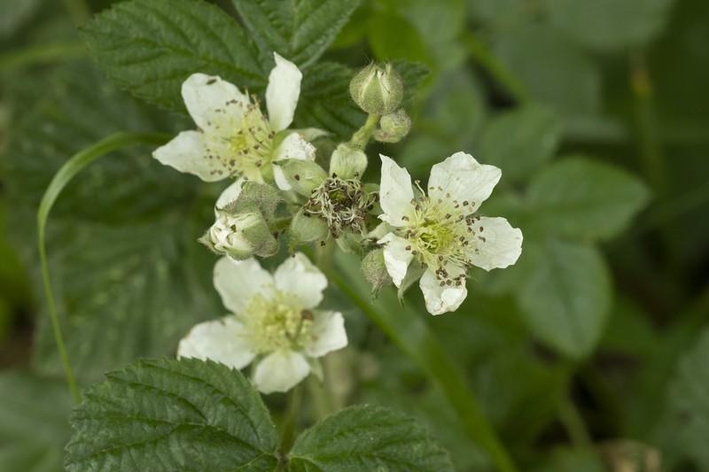 European Dewberry photo 8