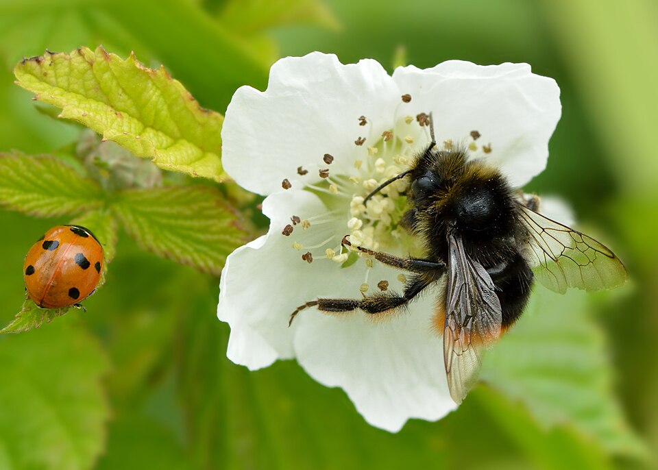 European Dewberry photo 6