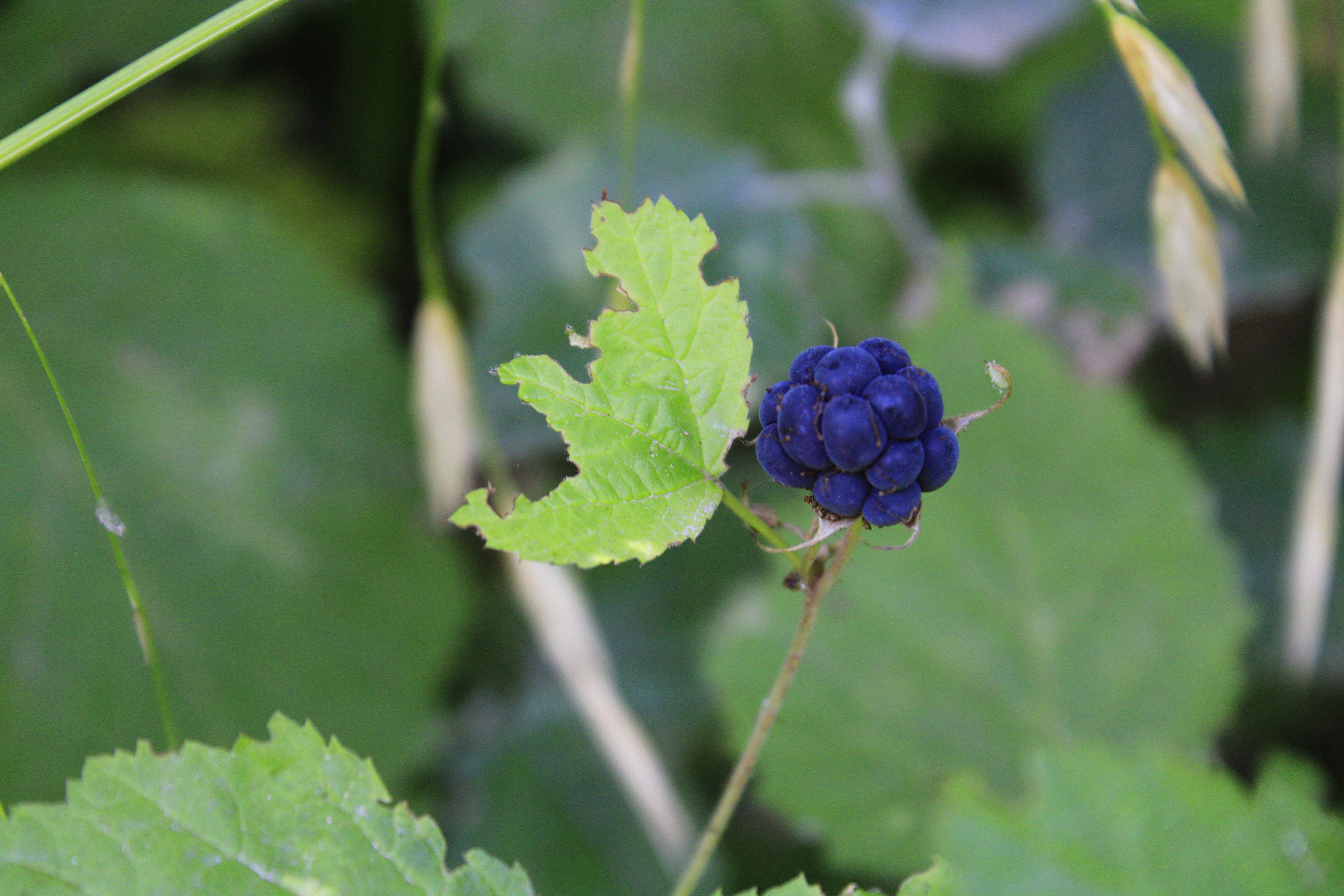 European Dewberry photo 7