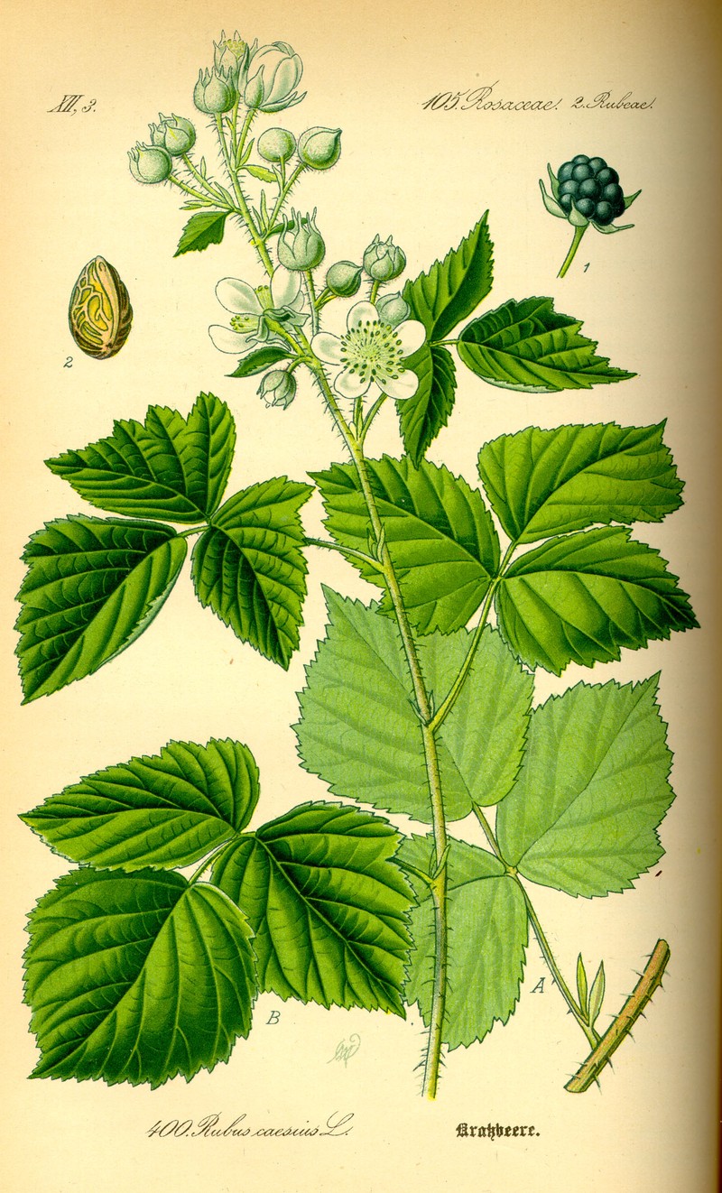 European Dewberry photo 5