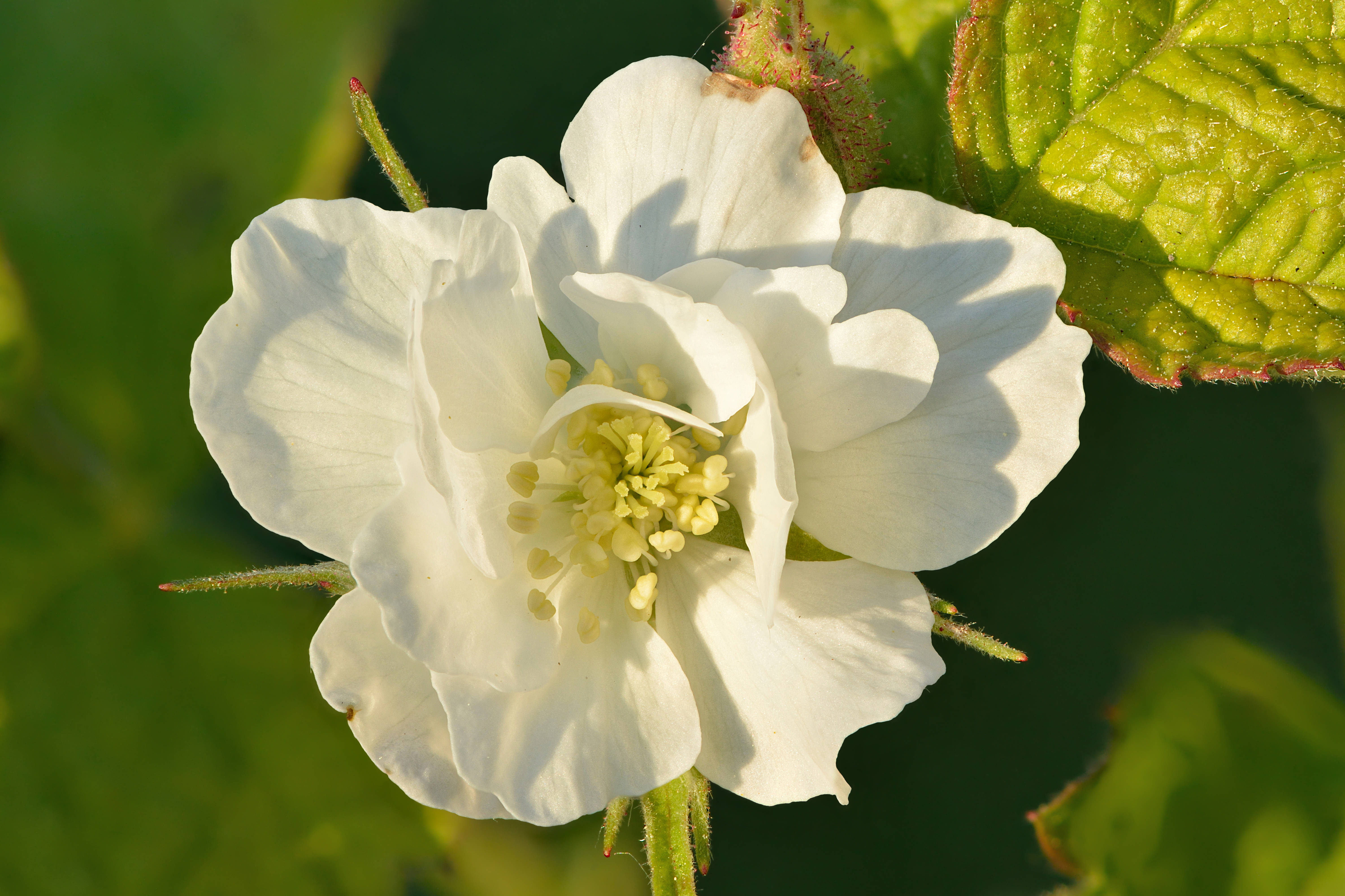 European Dewberry
