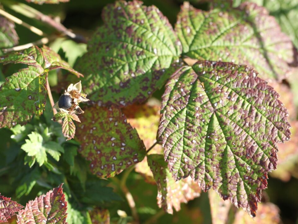 European Dewberry photo 8