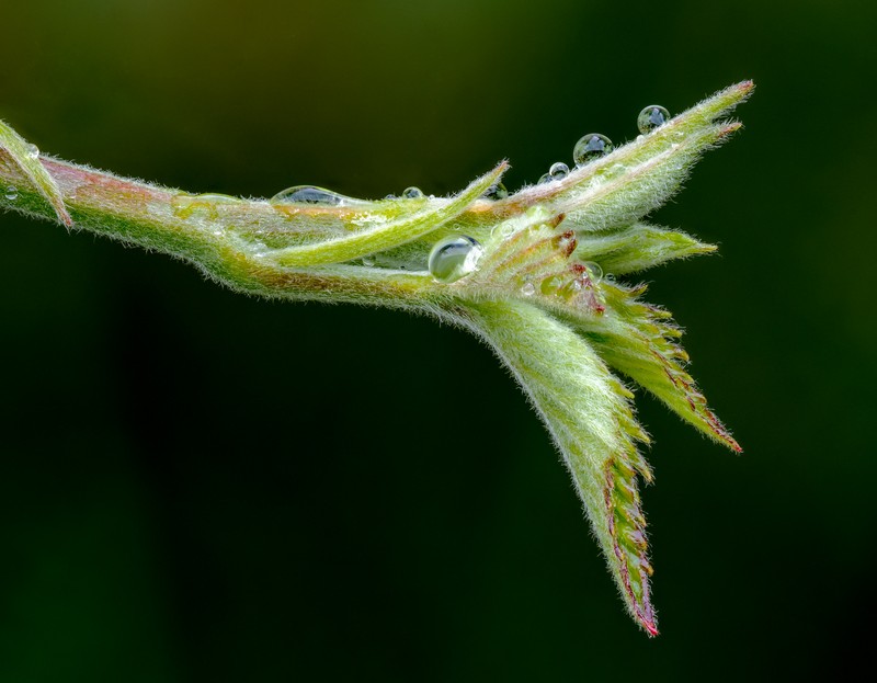 European Dewberry photo 2