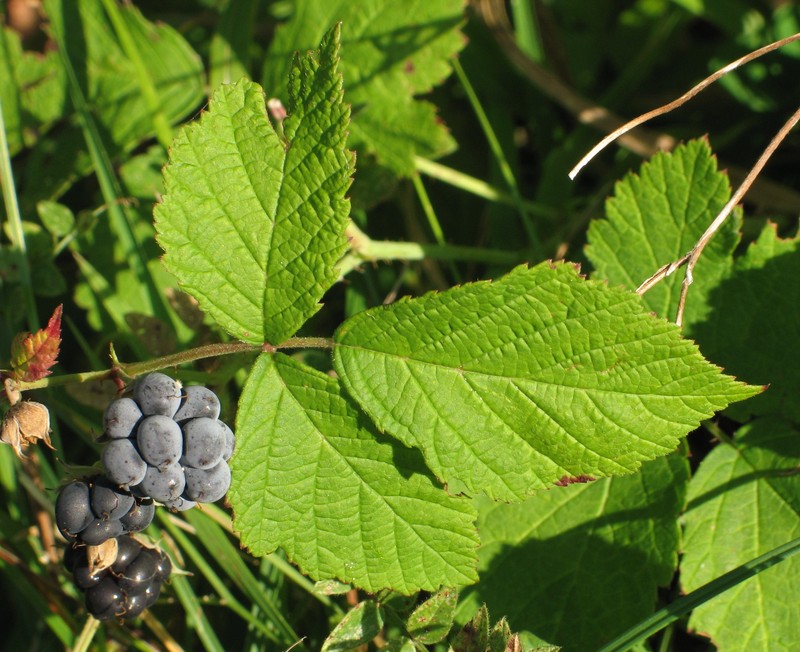 European Dewberry photo 3