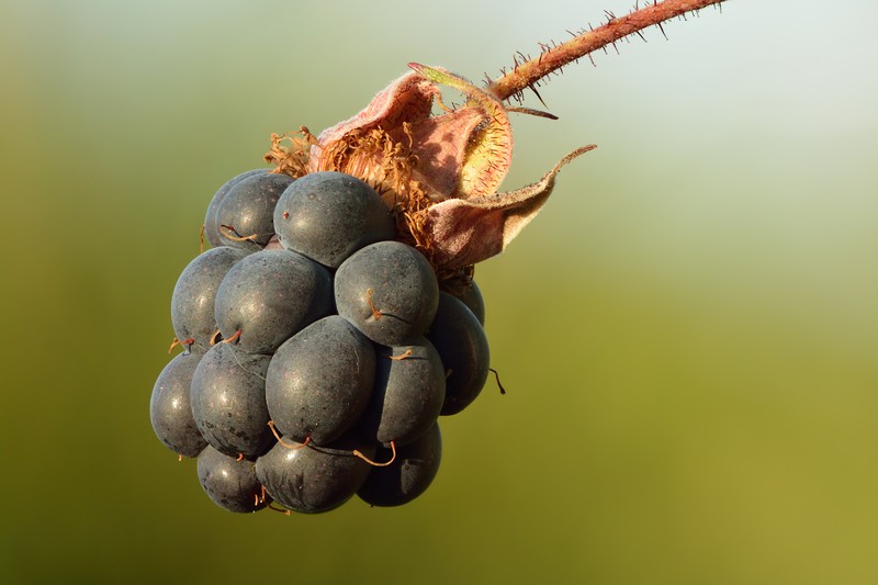 European Dewberry photo 4