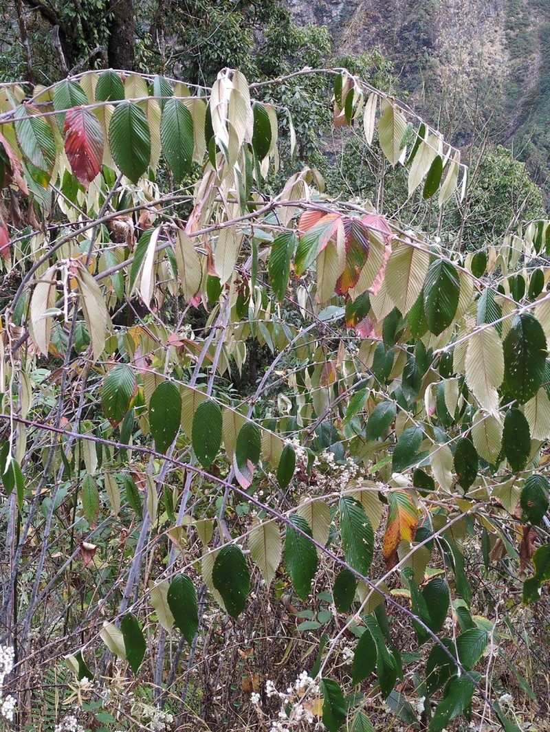 Rubus calophyllus photo 2