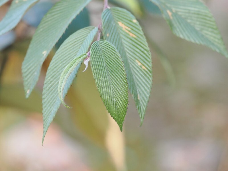 Rubus calophyllus photo 3
