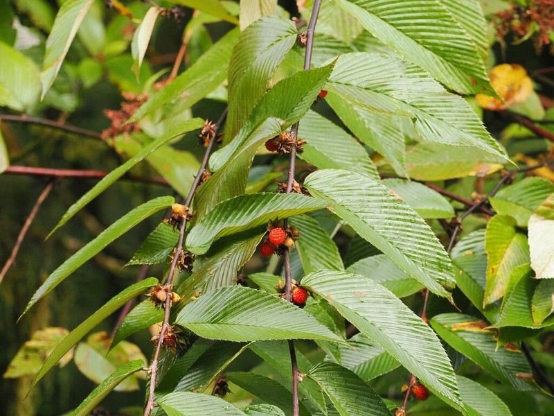Rubus calophyllus photo 4