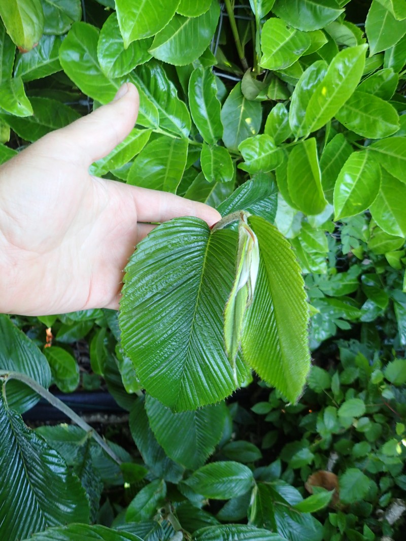 Rubus calophyllus