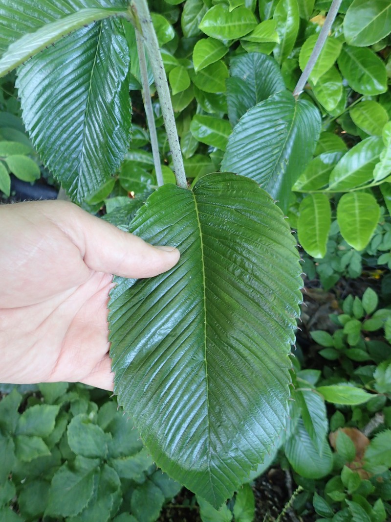 Rubus calophyllus photo 5