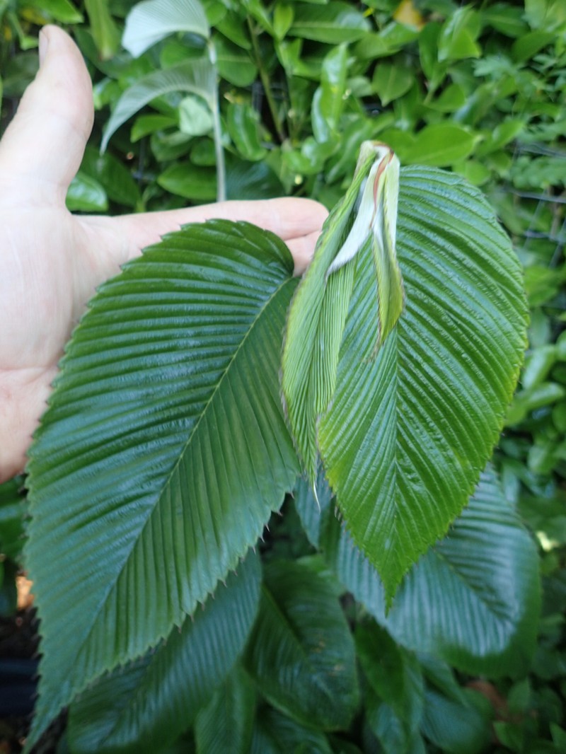 Rubus calophyllus photo 6