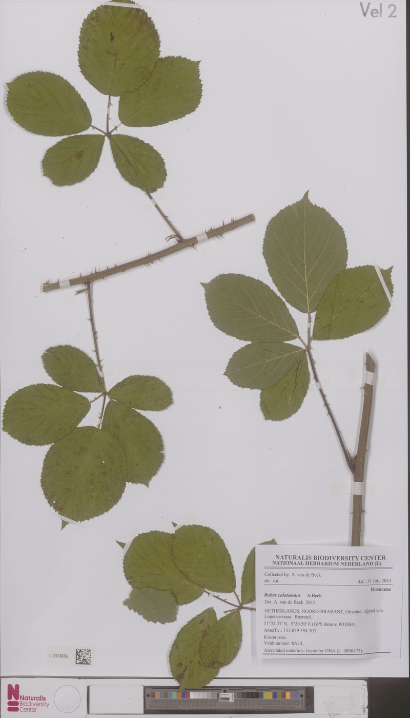 Rubus calotemnus