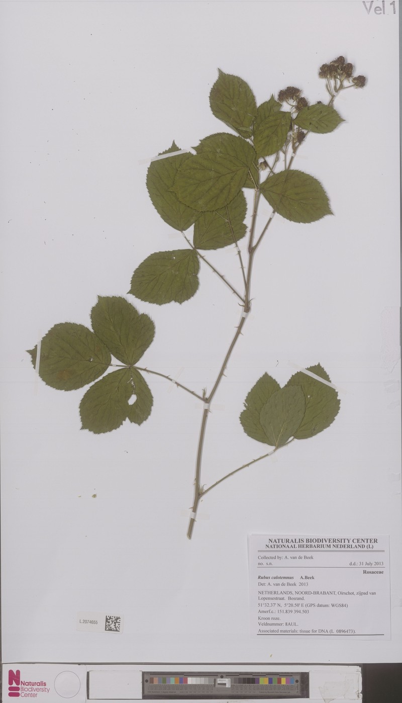 Rubus calotemnus photo 2