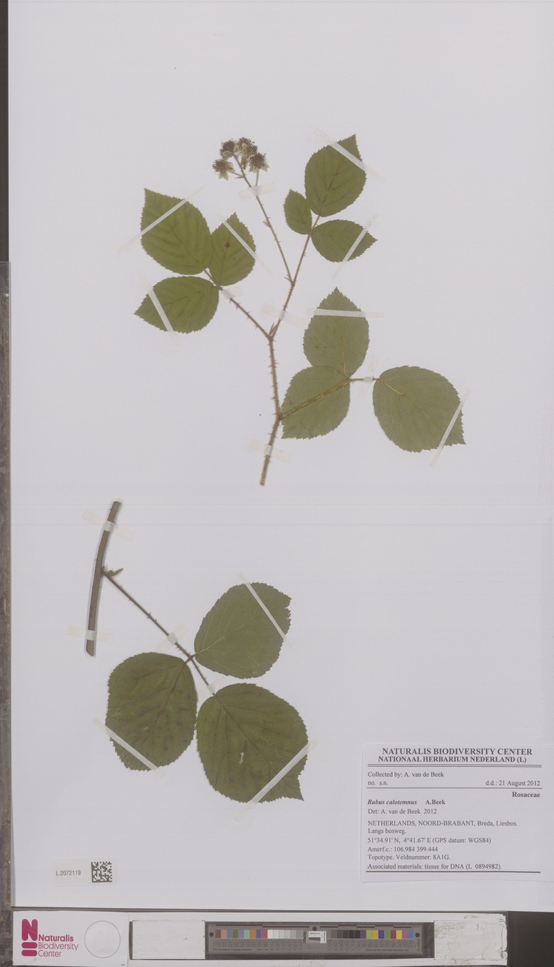 Rubus calotemnus photo 3
