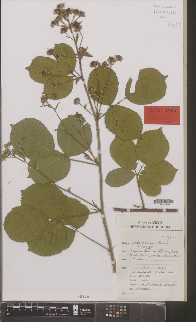 Rubus calotemnus photo 4