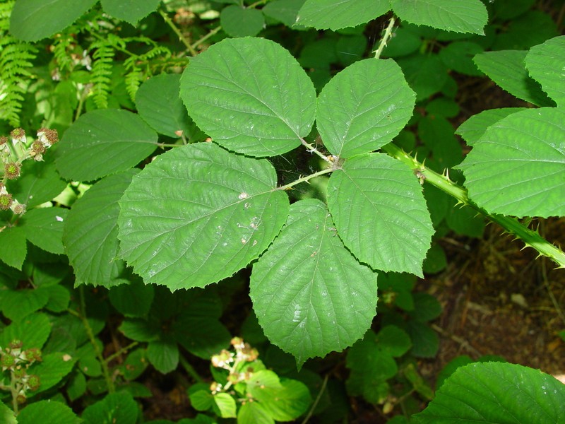 Rubus calvatus photo 2