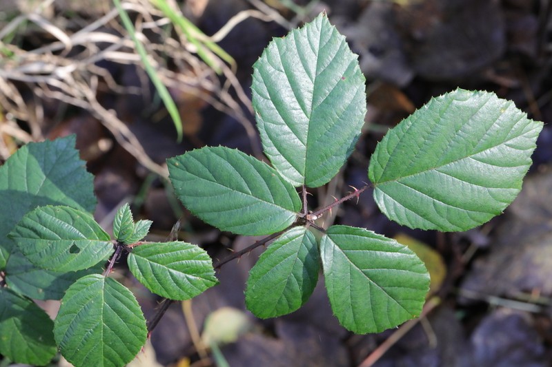 Rubus calvatus photo 3