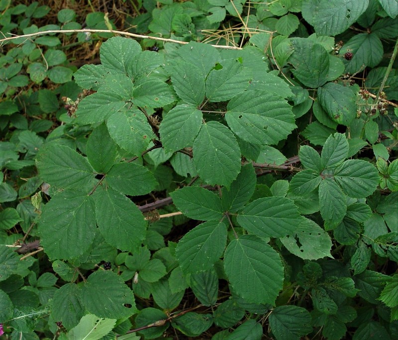 Rubus calvatus photo 4