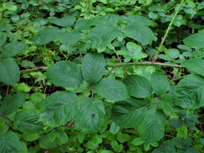 Rubus calvatus photo 5