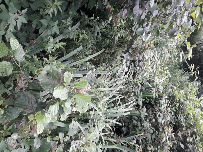 Rubus calvatus photo 6