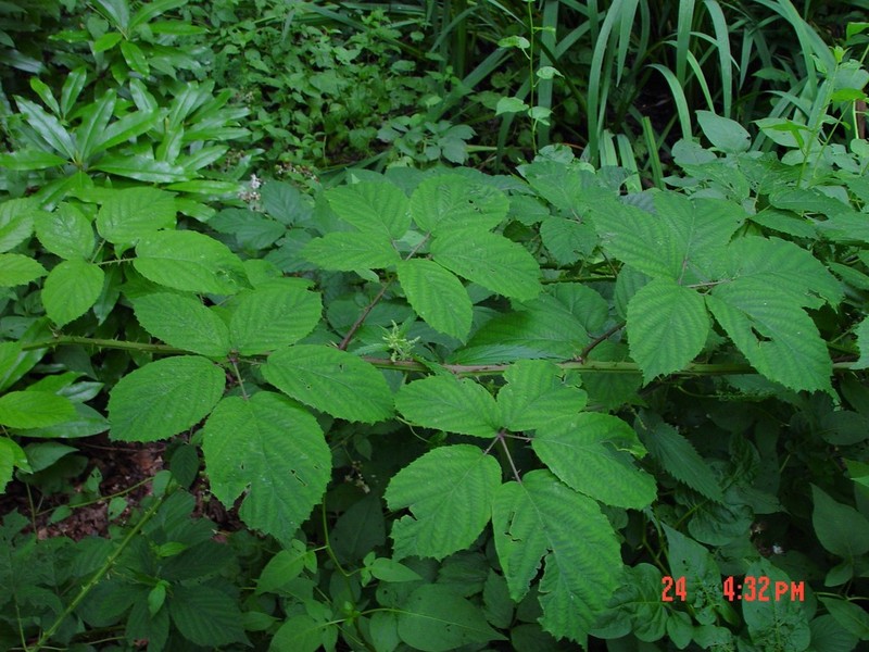Rubus calvatus photo 7