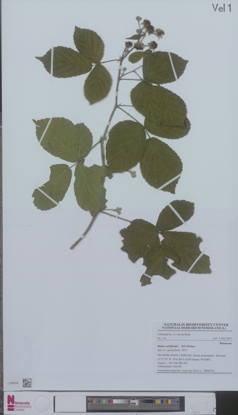 Rubus calviformis