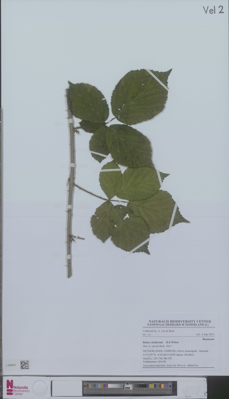 Rubus calviformis photo 2
