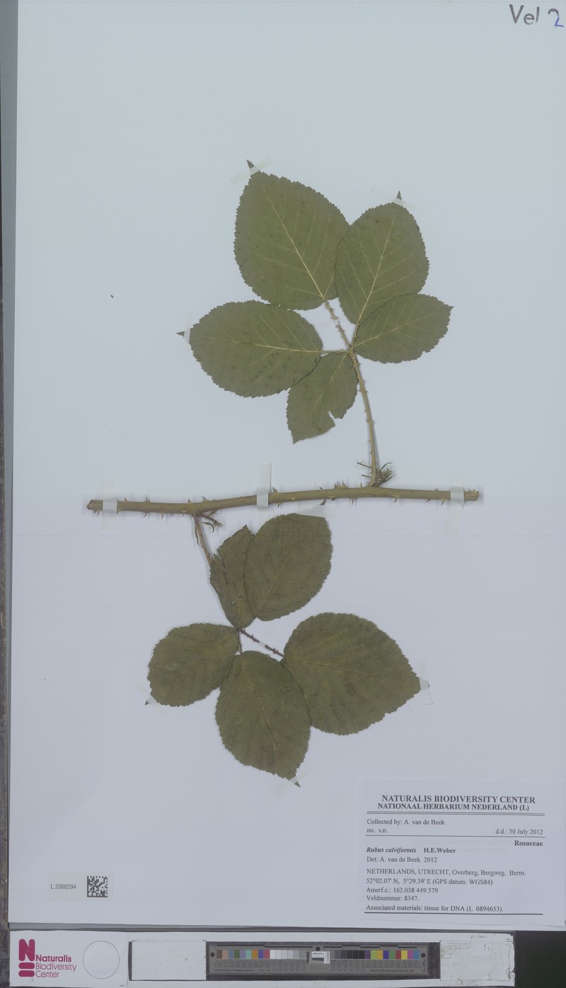 Rubus calviformis photo 3
