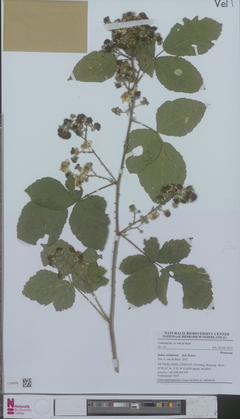 Rubus calviformis photo 4