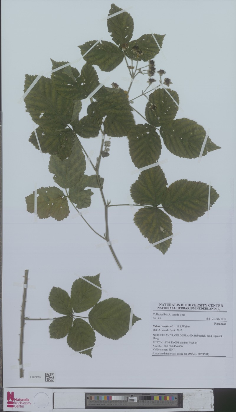 Rubus calviformis photo 5