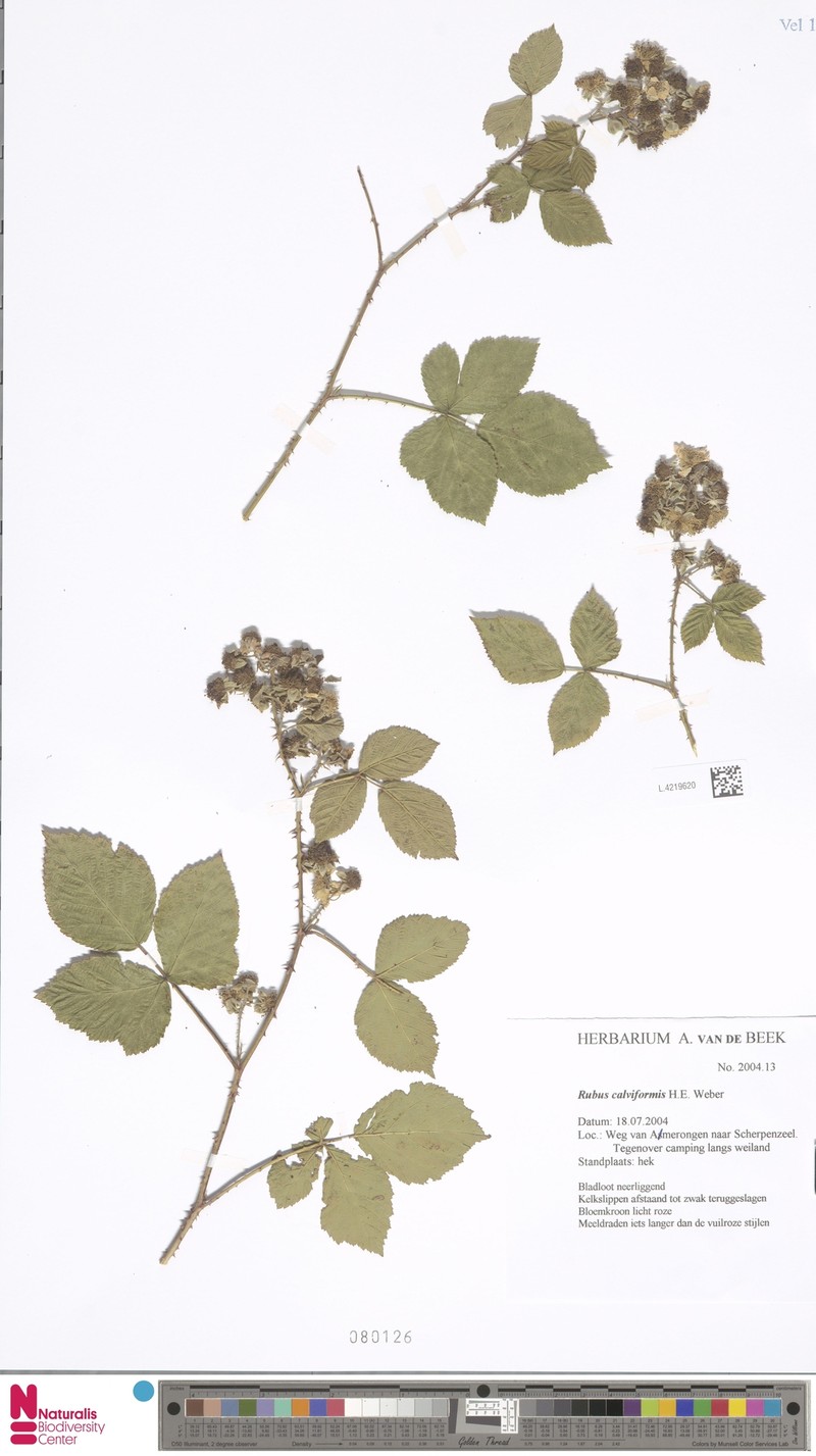 Rubus calviformis photo 6