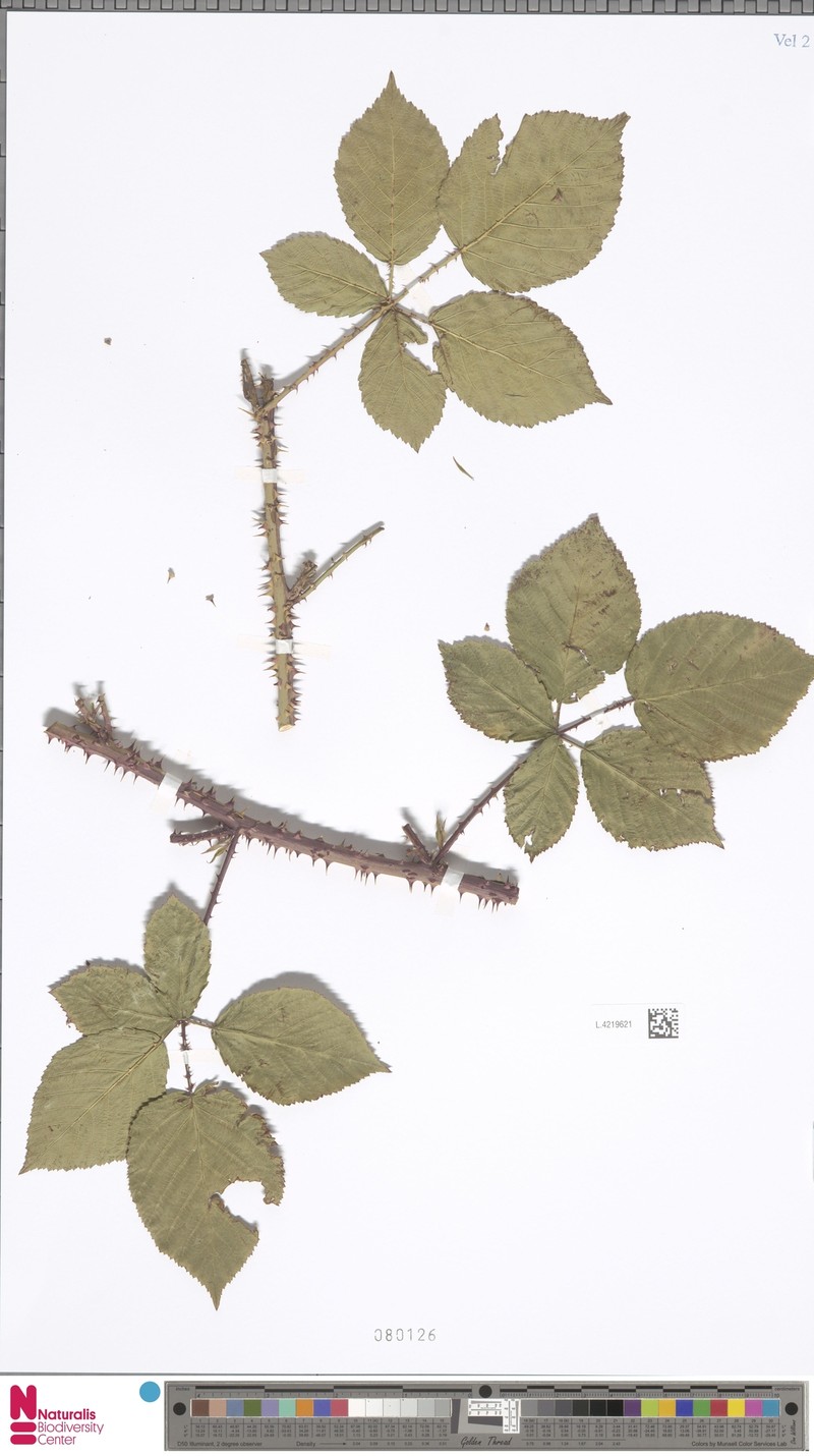 Rubus calviformis photo 7