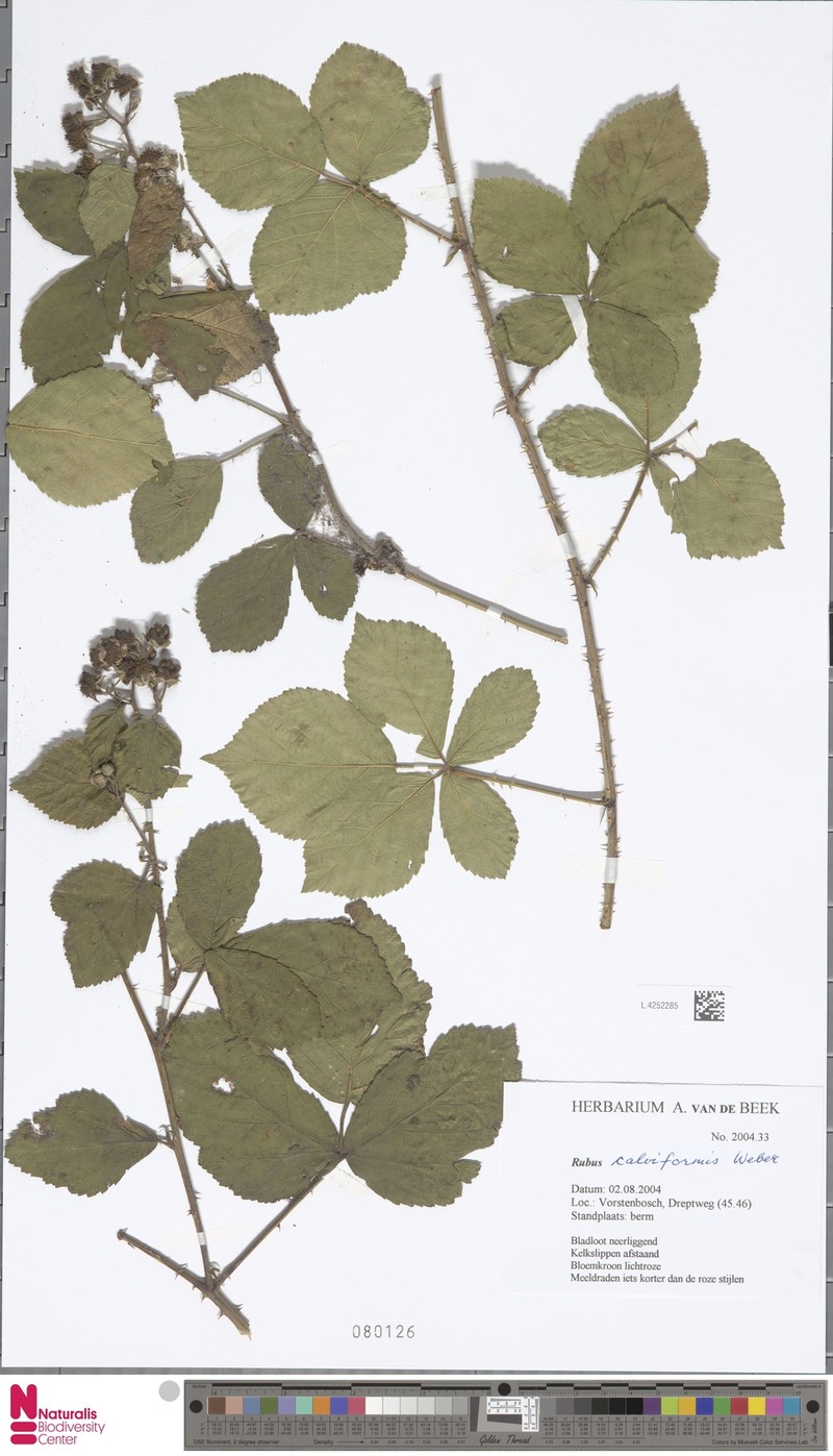 Rubus calviformis photo 8