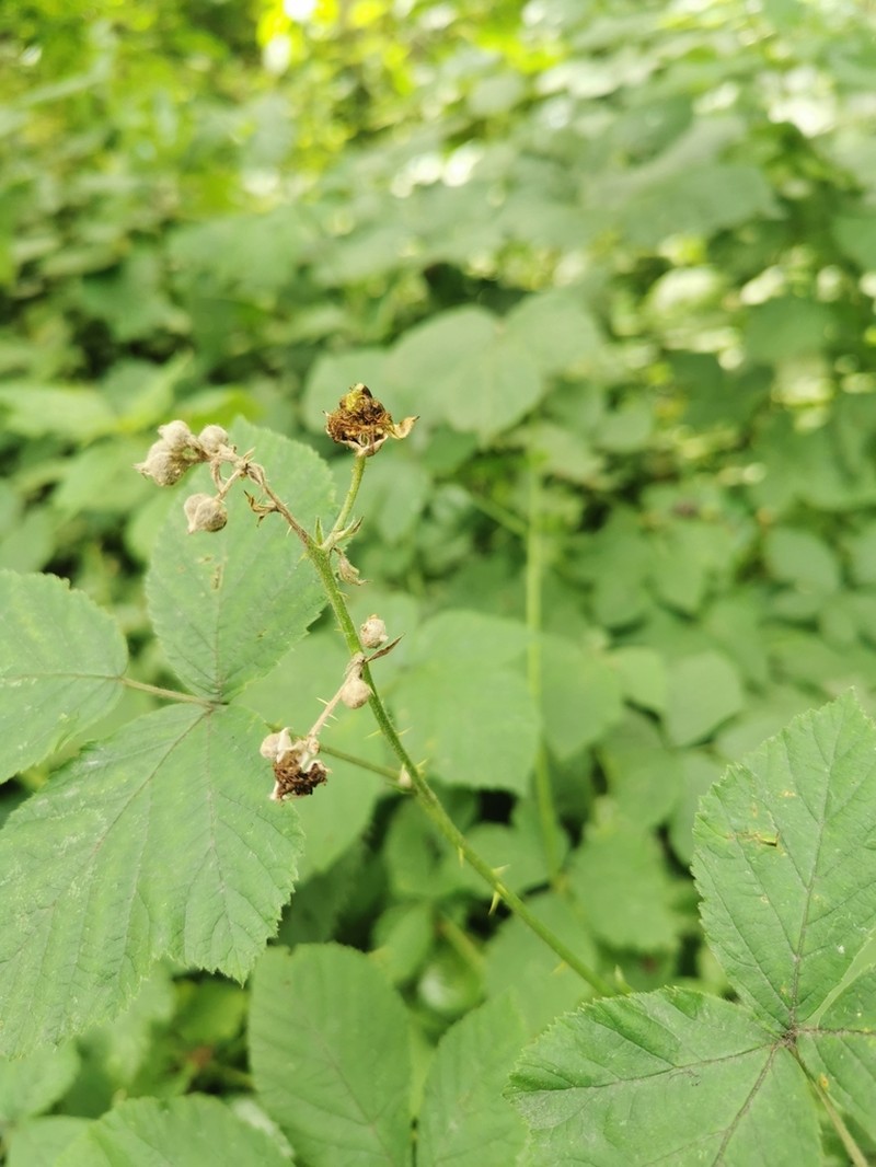 Rubus calvus