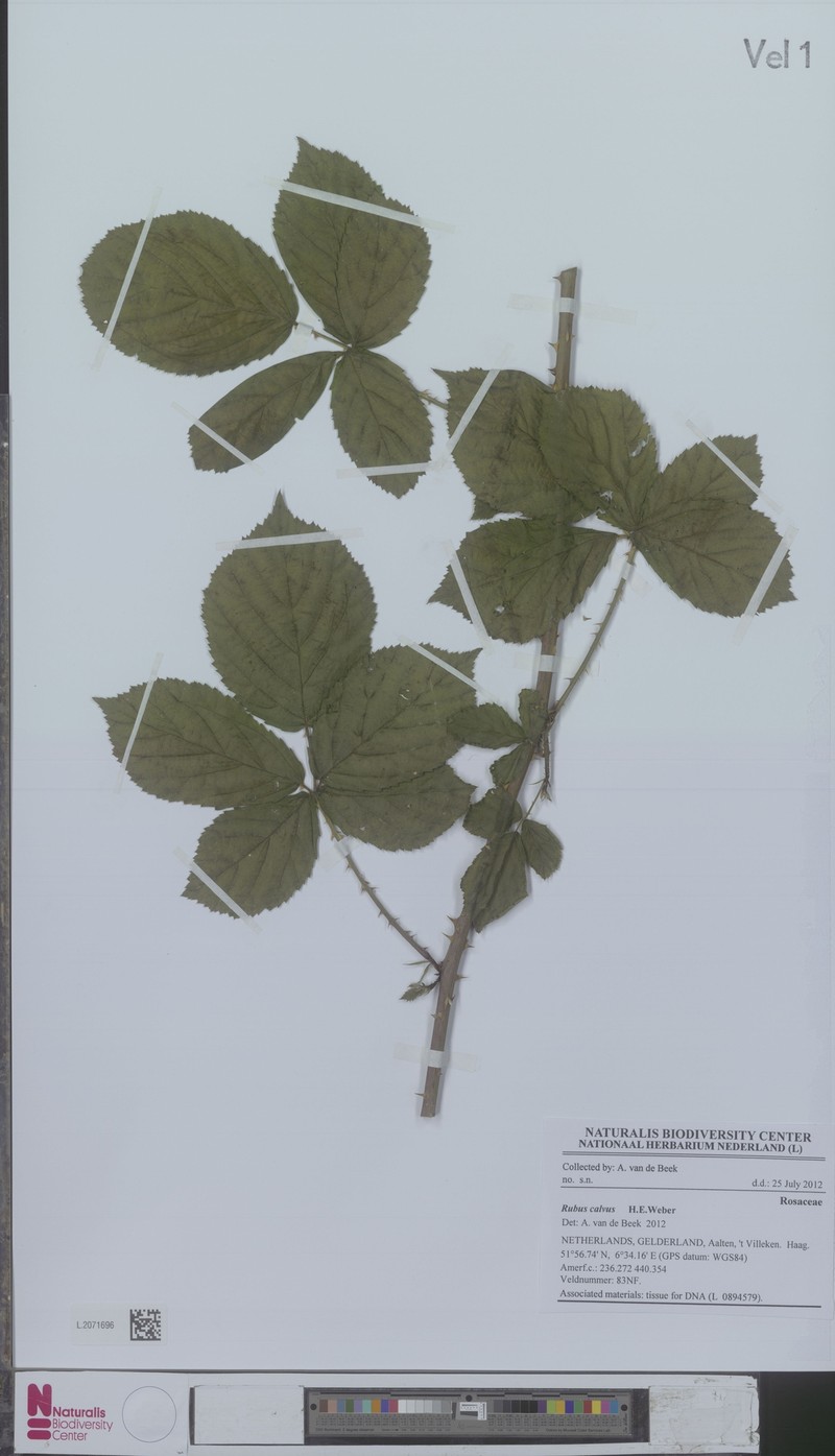 Rubus calvus photo 2