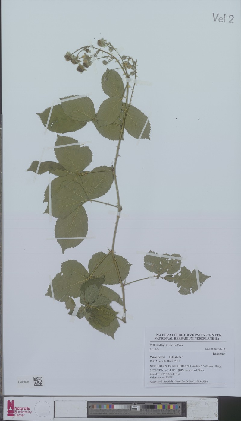 Rubus calvus photo 3
