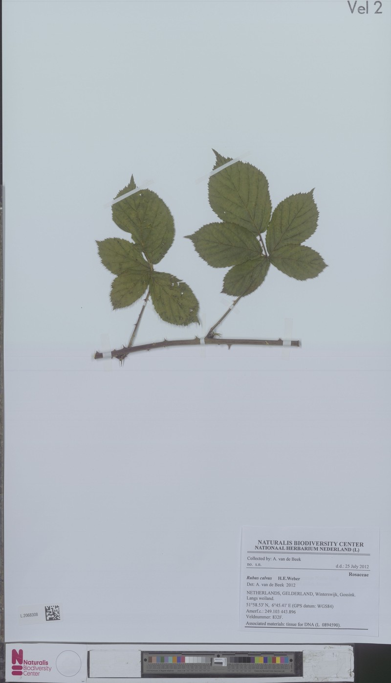 Rubus calvus photo 4