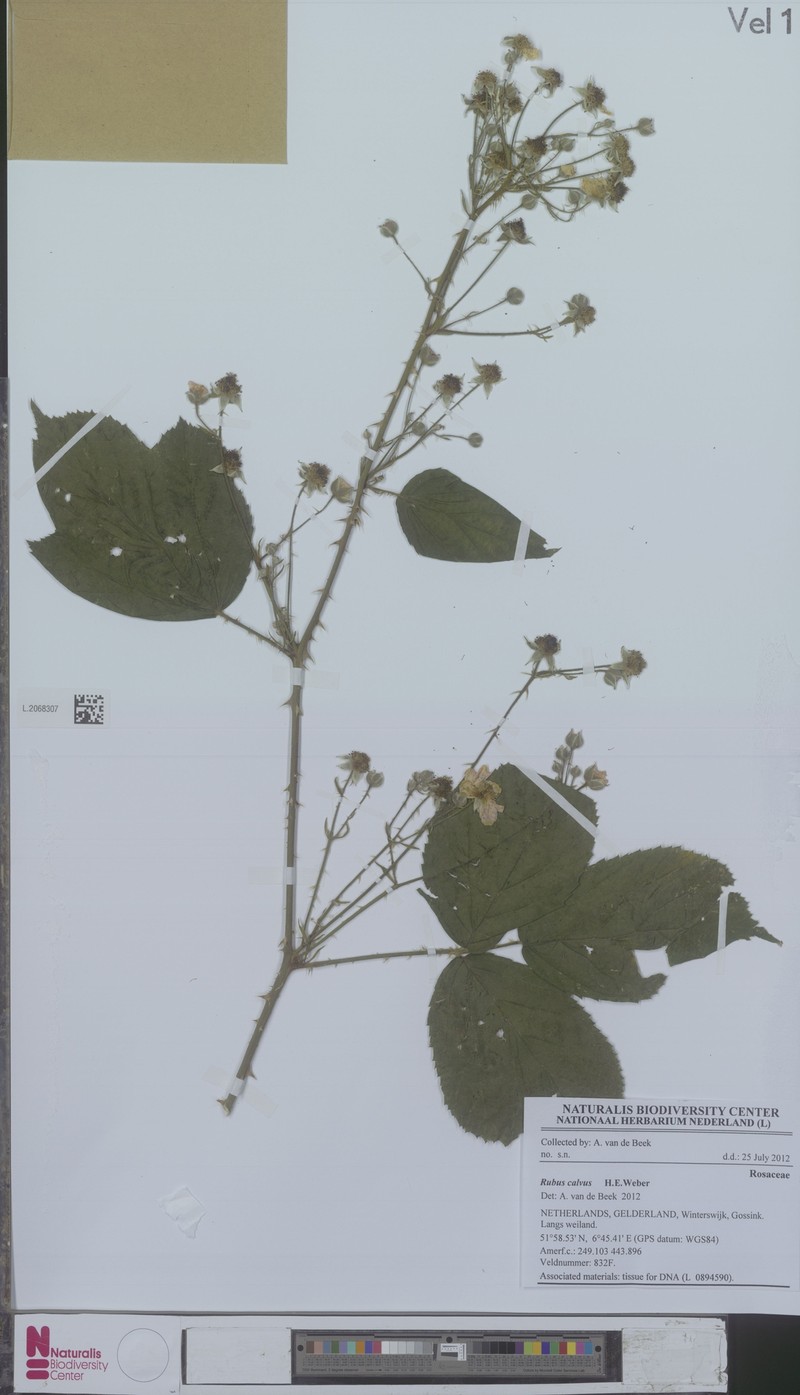Rubus calvus photo 5