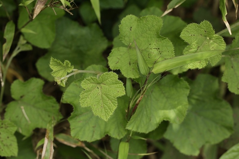 Rubus calycacanthus