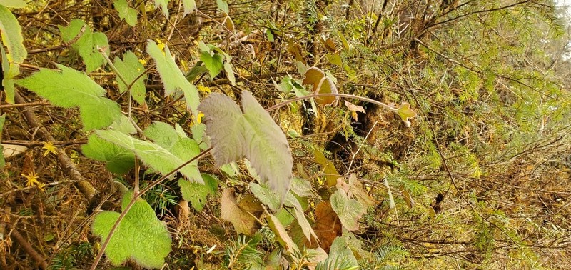 Rubus calycinoides photo 2