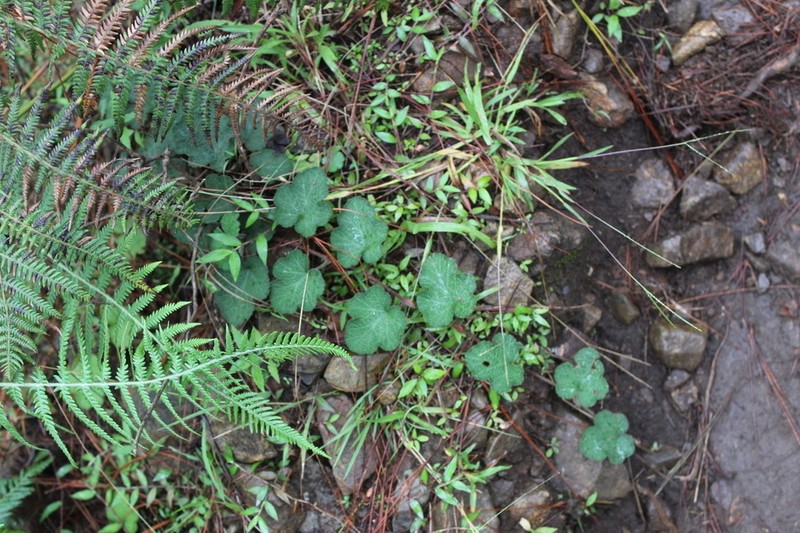 Rubus calycinoides photo 3